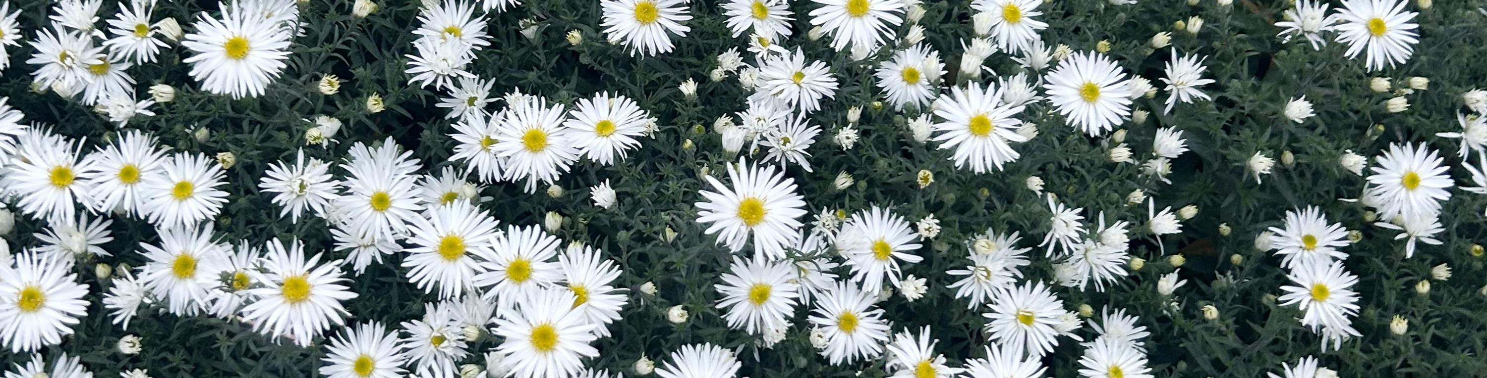 Herbstastern Leider haben wir keinen Alternativtext zu diesem Bild, aber wir arbeiten daran.